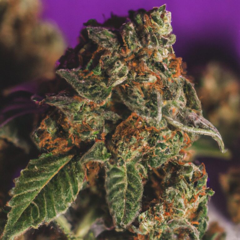 The Uptown Funk Strain and What It Can Do for Your Plant Top 10 advices in every neach.